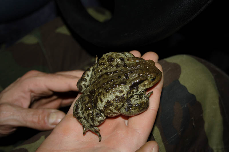 Bufo bufo in 
